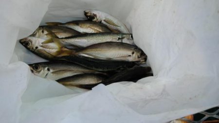 フィッシングパーク釣果良好！